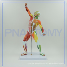 PNT-0342 colorido corpo humano MODELO muscular